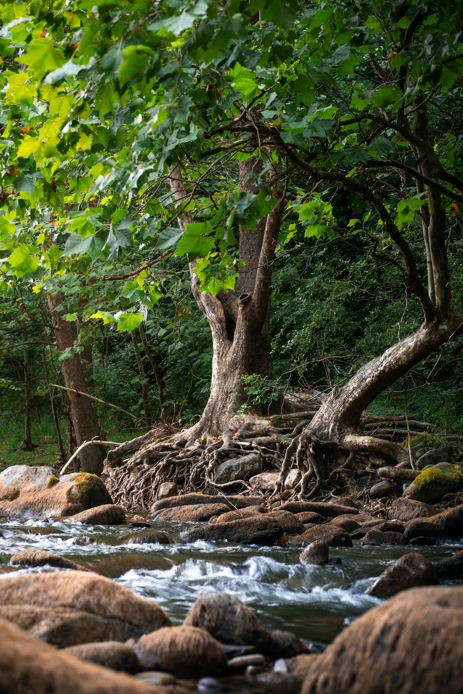 Tree roots among rocks near water